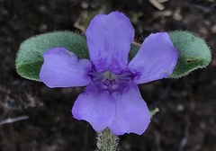 Acanthaceae