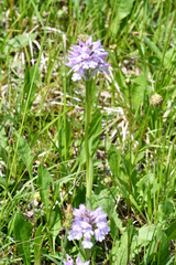 Neotinea tridentata tridentata