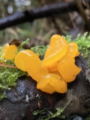 Dacrymyces