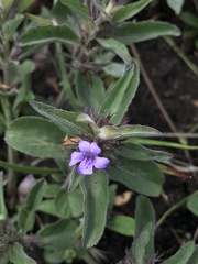 Acanthaceae