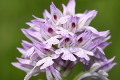 Neotinea tridentata tridentata