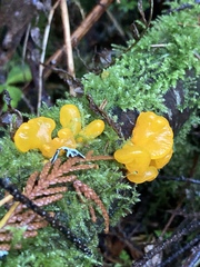 Dacrymyces