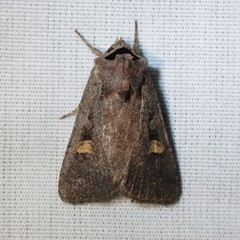 Adelphagrotis indeterminata