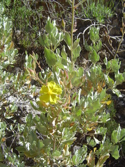 Cistus atriplicifolius