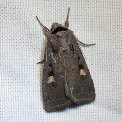 Adelphagrotis indeterminata