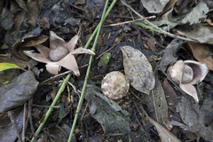 Geastrum pectinatum