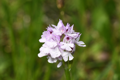 Neotinea tridentata tridentata