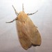 Edwards' Glassy-wing Moth - Photo (c) C. Mallory, some rights reserved (CC BY-NC), uploaded by C. Mallory