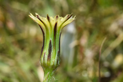 Hypochaeris petiolaris