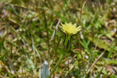 Hypochaeris petiolaris