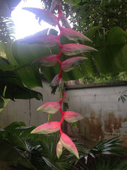 Heliconia chartacea