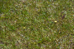 Hypochaeris petiolaris