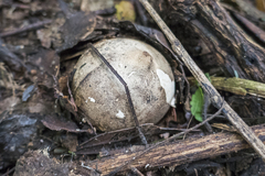 Geastrum pectinatum