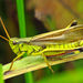 Graceful Sedge Grasshopper - Photo (c) Denis Doucet, some rights reserved (CC BY-NC), uploaded by Denis Doucet