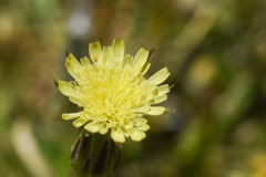 Hypochaeris petiolaris