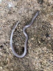 Atractus trilineatus