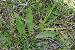 Hypochaeris petiolaris