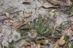 Hypochaeris petiolaris