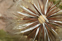 Hypochaeris petiolaris