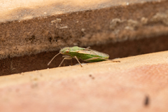 Agraphopus lethierryi