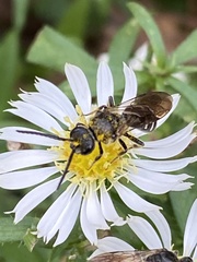 Lasioglossum fuscipenne
