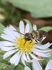 Lasioglossum fuscipenne