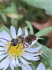Lasioglossum fuscipenne