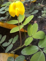 Magnoliopsida