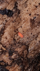 Bilobella braunerae