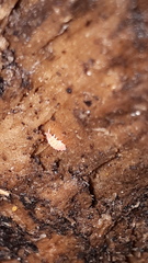 Bilobella braunerae
