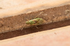 Agraphopus lethierryi