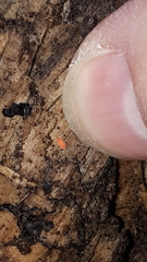 Bilobella braunerae