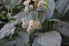 Critonia quadrangularis