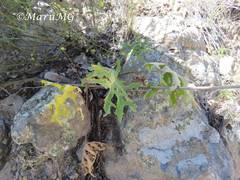 Psacalium radulifolium