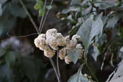 Critonia quadrangularis