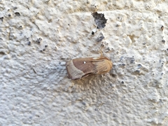 Lasiocampa trifolii cocles