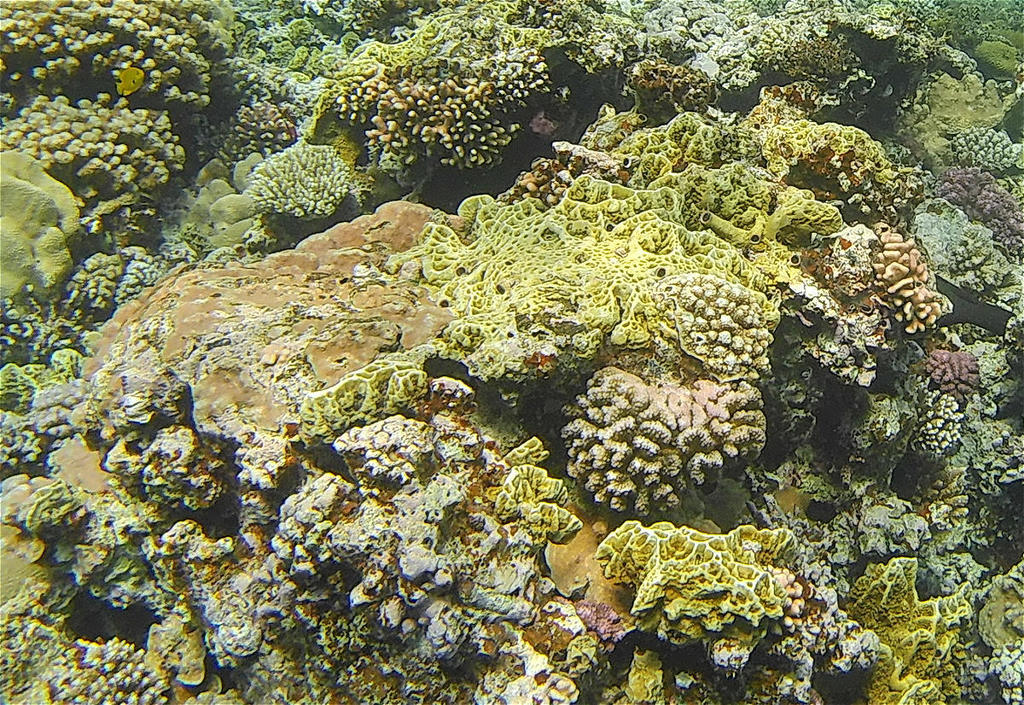 Fire Coral
