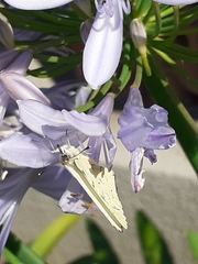 Hesperocharis