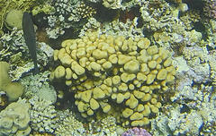 Goniastrea stelligera