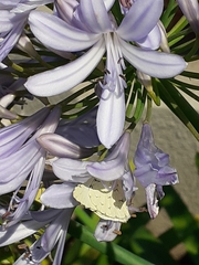 Hesperocharis