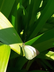 Leptophobia