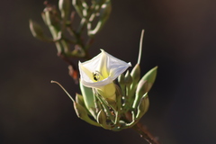 Ipomoea intrapilosa