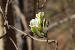 Ipomoea intrapilosa