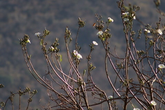 Ipomoea intrapilosa