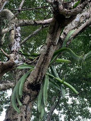 Selenicereus setaceus