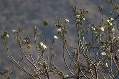 Ipomoea intrapilosa