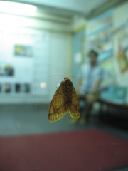 Barsine striata