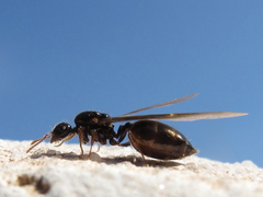 Crematogaster auberti