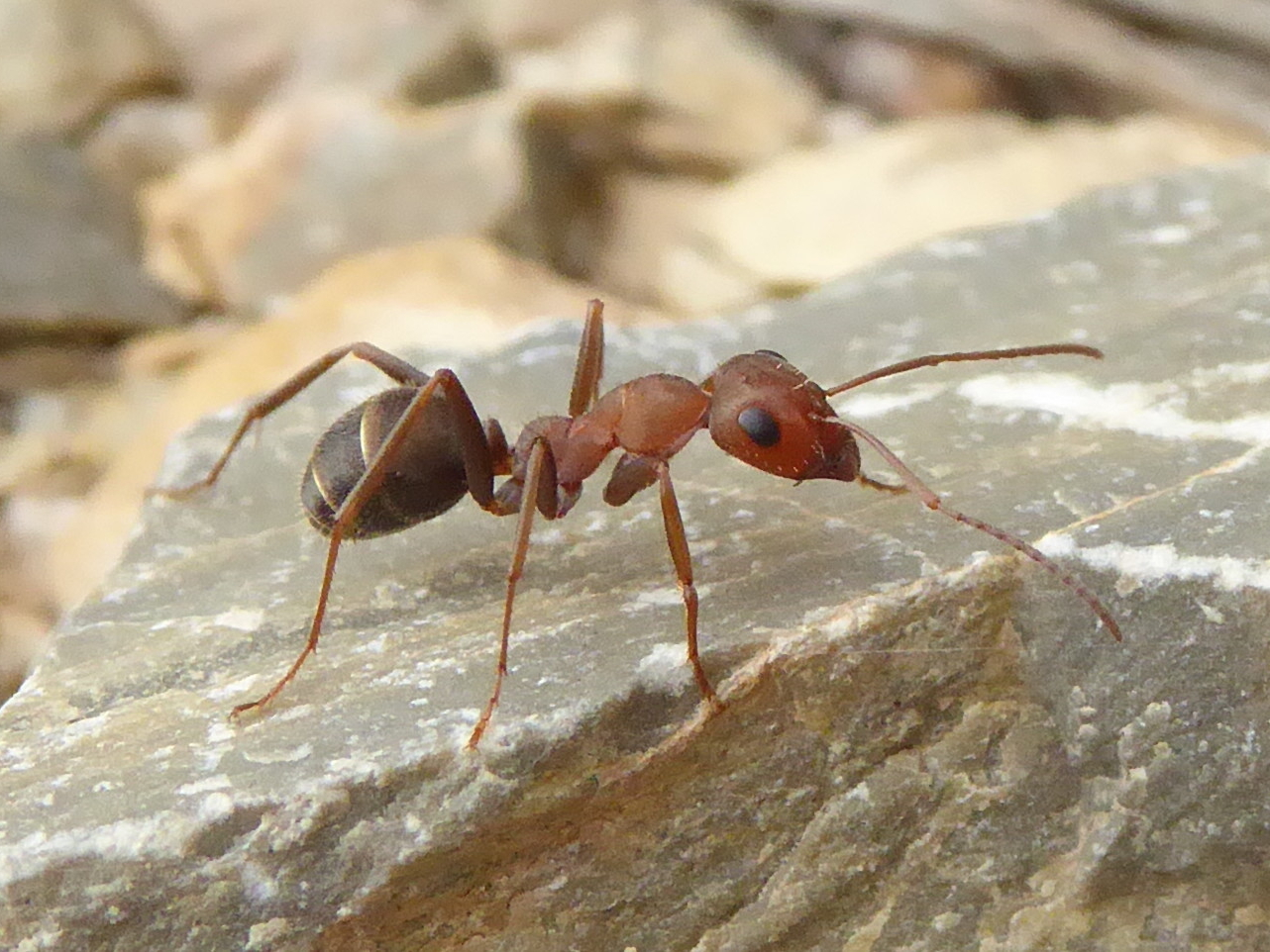 Iberoformica subrufa