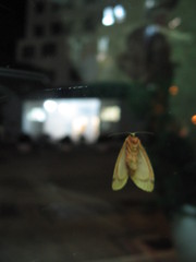Barsine striata
